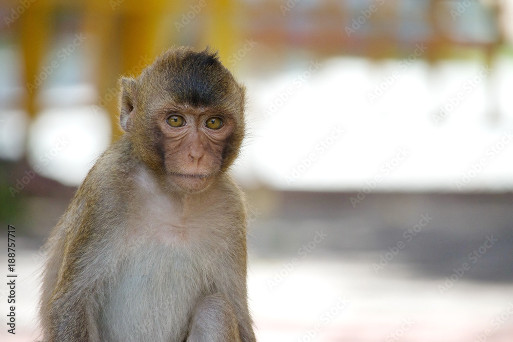 Obraz premium 可愛いサル