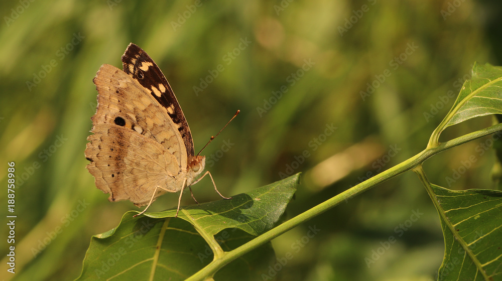 Fototapeta premium Brown butterfly in public park