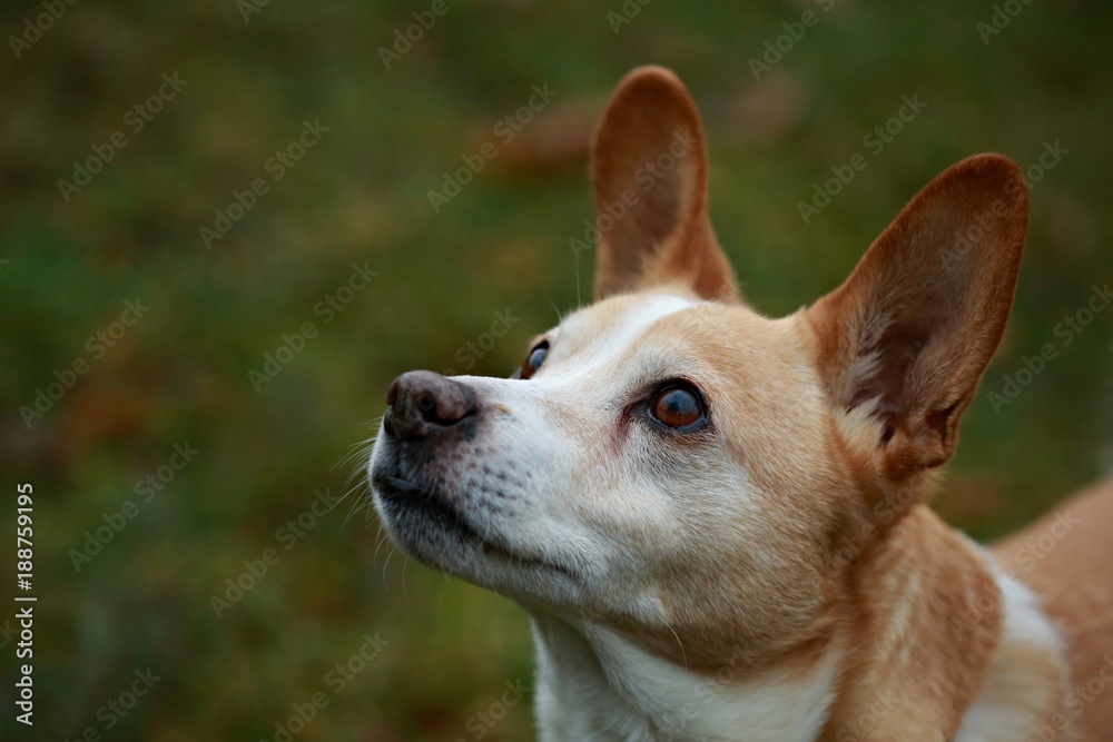 Close up portrait of white and orange dog with big ears watching and listening to something , maybe waiting for food, with blurry green grass in the background Close up portrait of white and orange dog with big ears watching and listening to something , maybe waiting for food, with blurry green grass in the background
