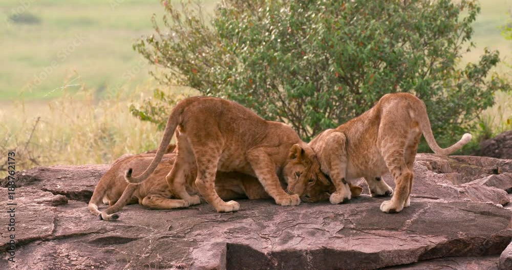 Lioness Mother & Cubs On Rocks; Maasai Mara Day 1; Maasai Mara, Kenya Lioness Mother & Cubs On Rocks; Maasai Mara Day 1; Maasai Mara, Kenya