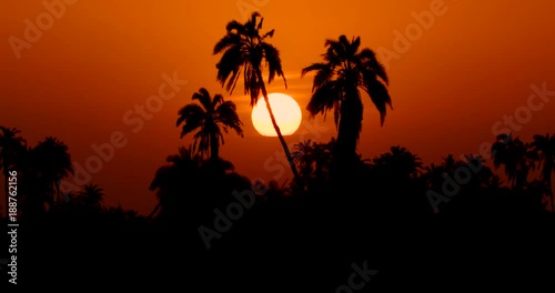 Wallpaper Mural Sunset Over Palm Trees; Amboseli & Just Outside; Amboseli, Kenya, Africa Torontodigital.ca