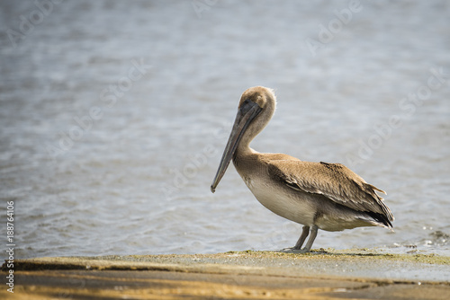 Pelican Isolated on the Shore