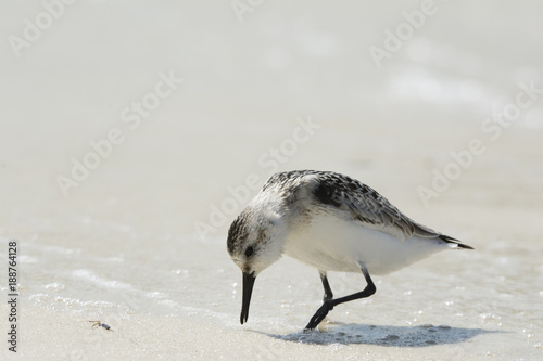 Shorebird wading in the sand and surf
