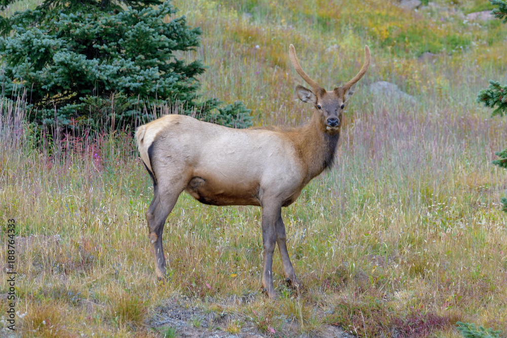 Rocky Mountain Elk in a field of wildflowers Rocky Mountain Elk in a field of wildflowers