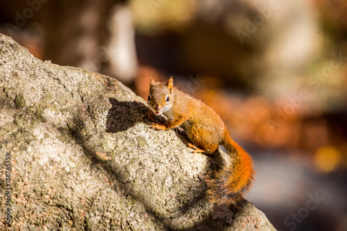 Squirrel watching in Acadia National Park