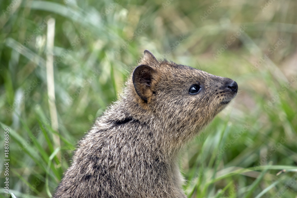 Naklejka premium quokka