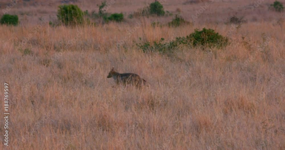 Bat-Eared Fox; Maasai Mara 3rd September; Maasai Mara, Kenya, Africa Bat-Eared Fox; Maasai Mara 3rd September; Maasai Mara, Kenya, Africa