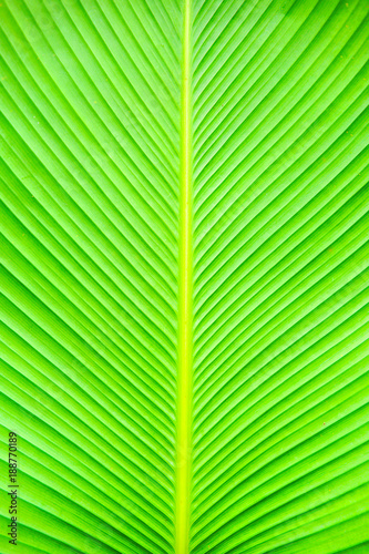 Green fresh banana tree leaf close up vertically. The background is fresh and natural.