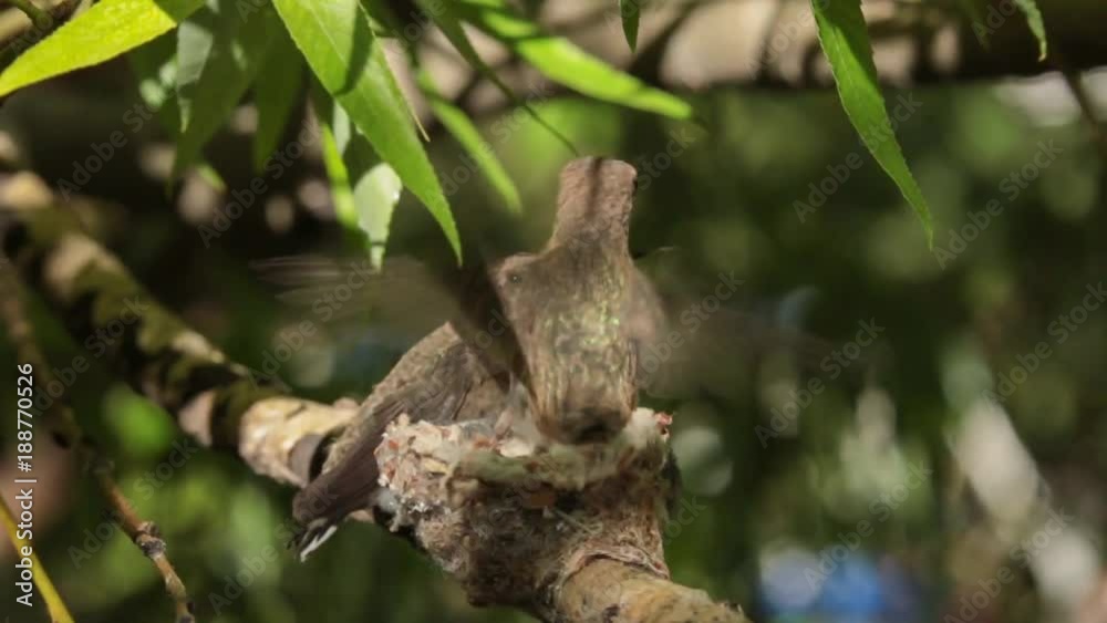 A forty-three day old hummingbird chick tests it's wings while holding onto the rim of the nest A forty-three day old hummingbird chick tests it's wings while holding onto the rim of the nest