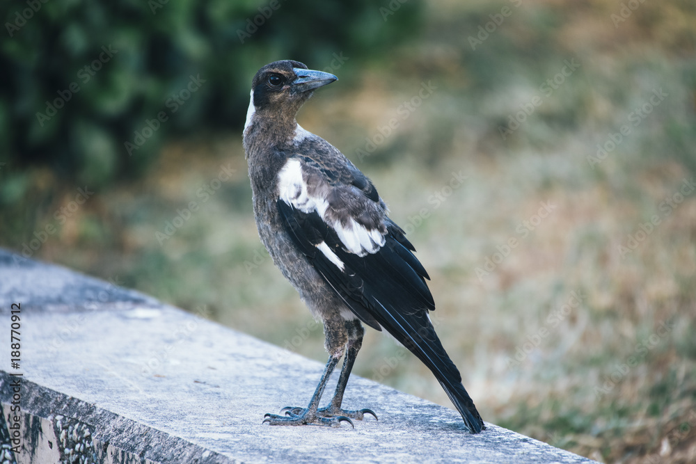 Australian magpie outside during the day time. Australian magpie outside during the day time.