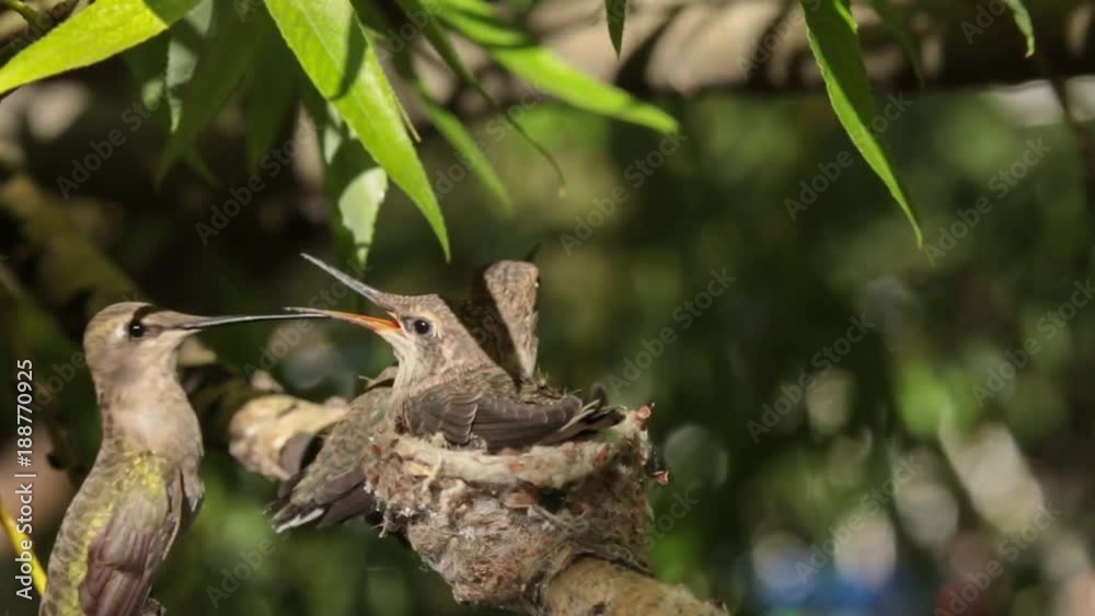 A hummingbird mother can't find room to sit in her nest with her forty-three day old chicks A hummingbird mother can't find room to sit in her nest with her forty-three day old chicks