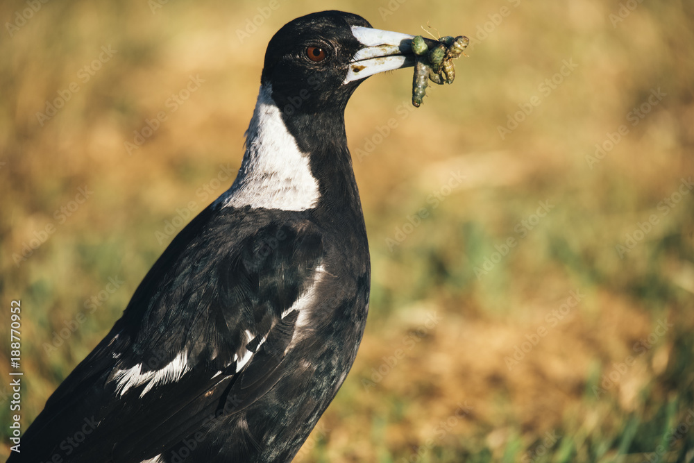 Australian magpie outside during the day time.