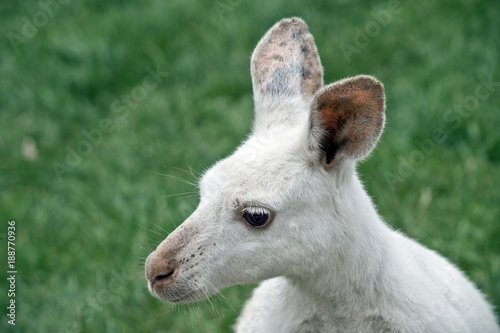 albino kangaroo