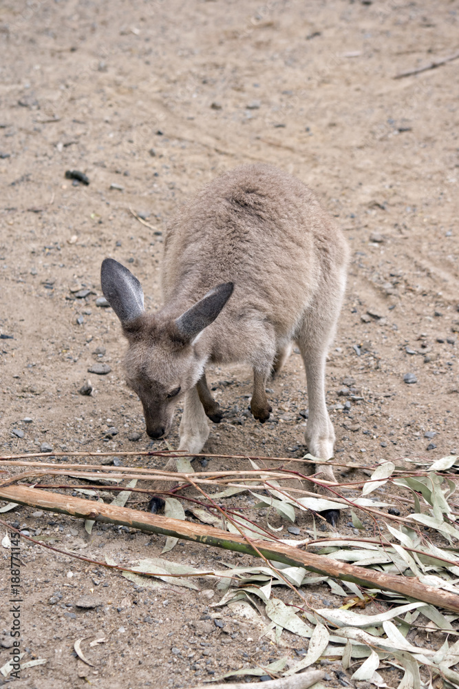 eastern grey kangaroo eastern grey kangaroo