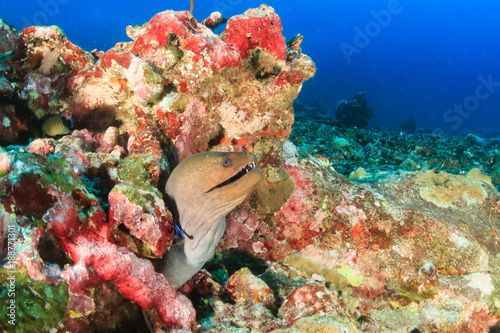 A Giant Moray Eel being cleaned on a tropical coral reef