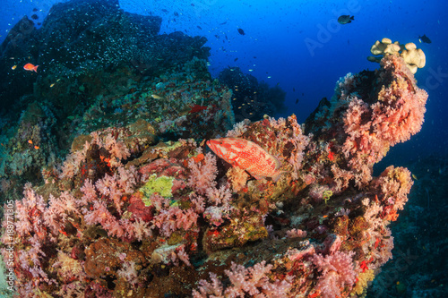 Coral Grouper on a colorful tropical coral reef