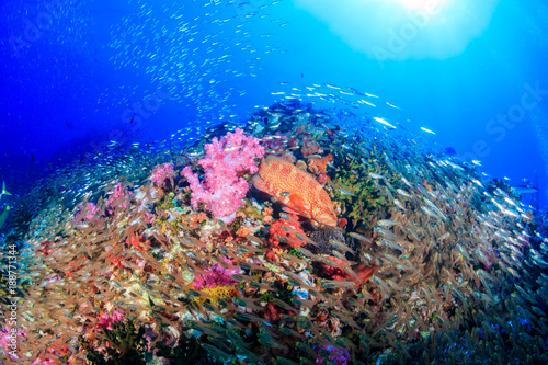 Fototapeta Naklejka Na Ścianę i Meble -  A grouper on a healthy, colorful, tropical coral reef