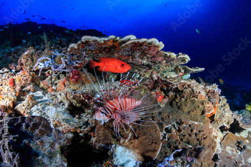 Lionfish patrol a tropical coral reef at dawn