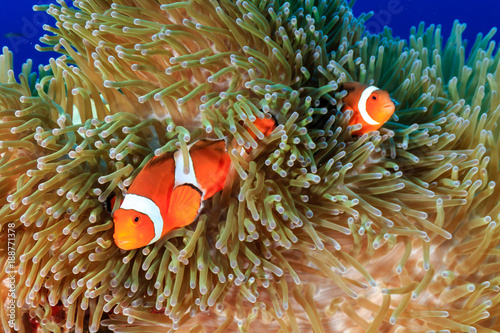 A family of Clownfish on a tropical coral reef