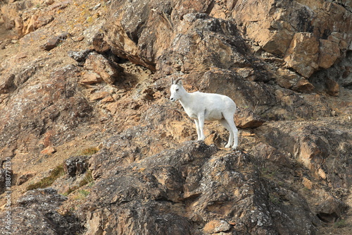 Dall Sheep (Orvis dalli)Sheep Mounten Alaska  photo