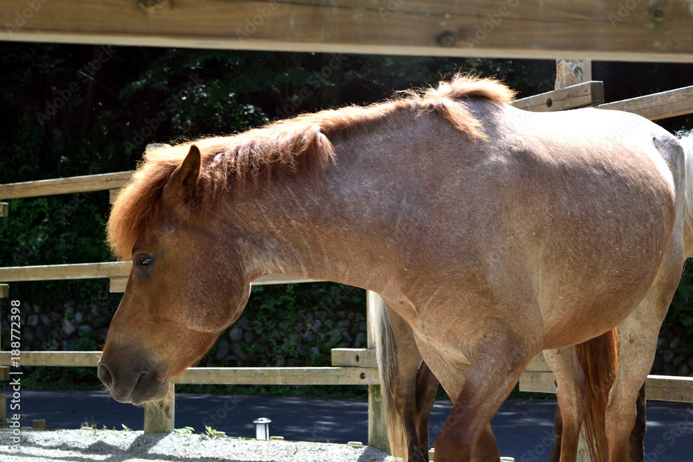 多摩動物公園茶色の馬stock Photo Adobe Stock