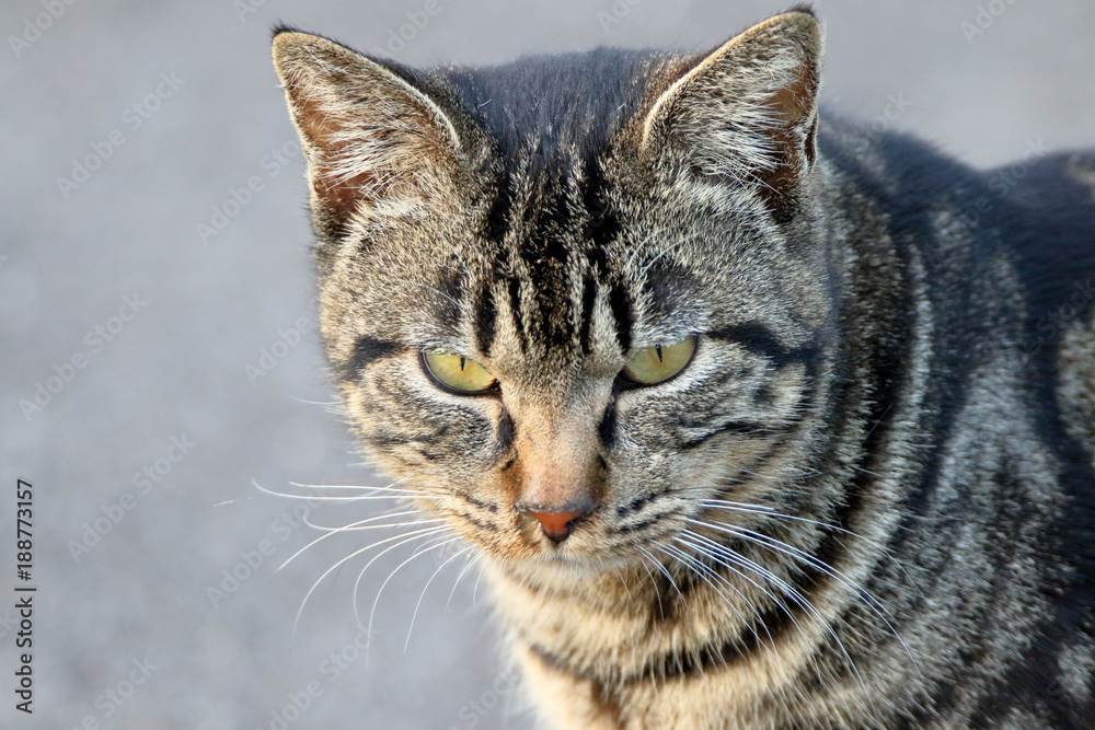 野良猫