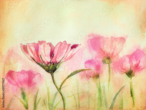 Watercolor hand drawn illustration of a sweet pink cosmos flowers field