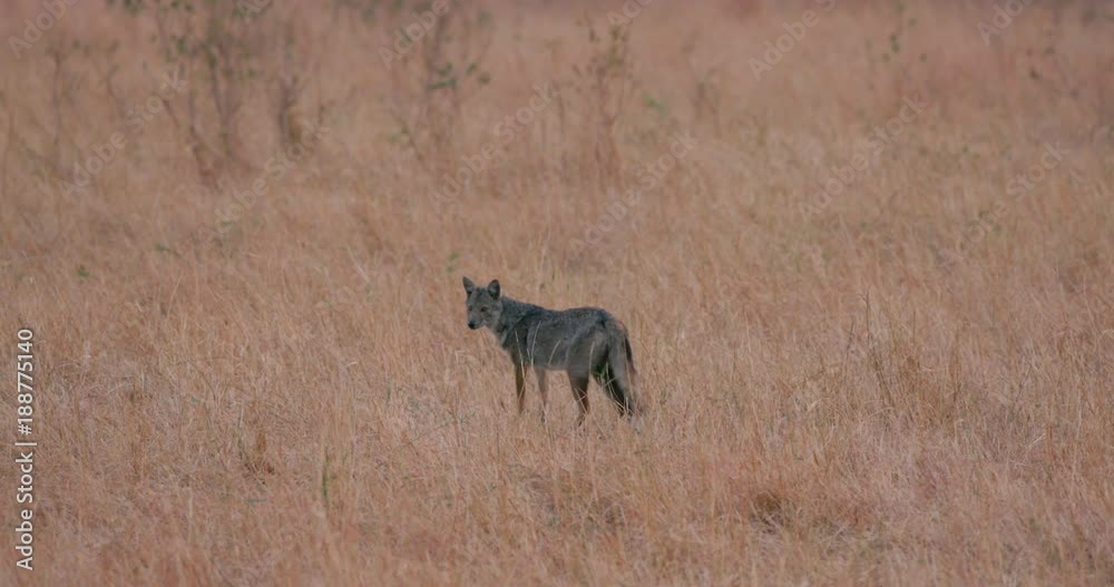 Bat-Eared Fox; Maasai Mara 3rd September; Maasai Mara, Kenya, Africa Bat-Eared Fox; Maasai Mara 3rd September; Maasai Mara, Kenya, Africa