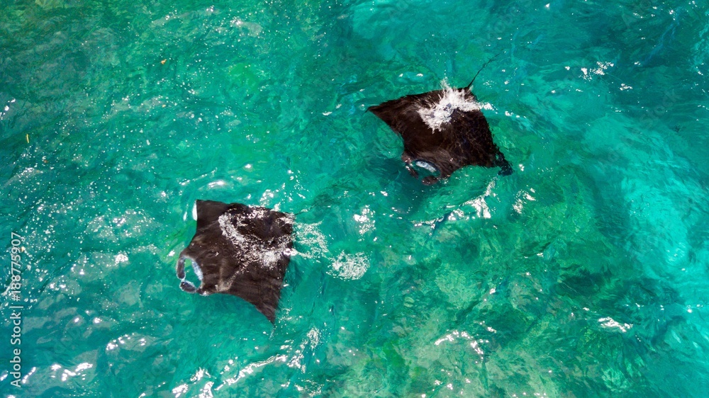 Fototapeta premium Aerial view of Manta rays swimming
