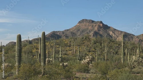 zoom in shot of an organ pipe cactus and tillotson peak in organ pipe cactus national monument near ajo in arizona, usa photo