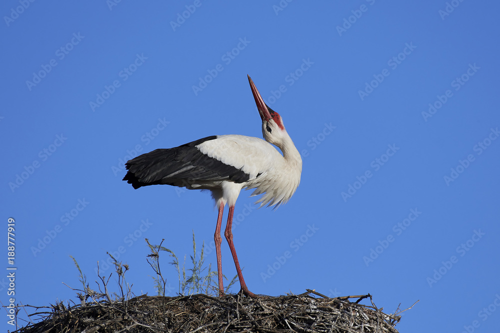 Fototapeta premium White stork (Ciconia ciconia)