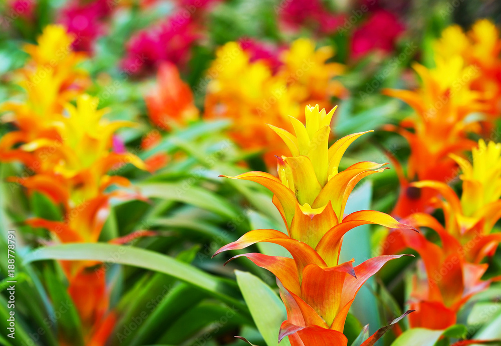 Yellow Orange bromeliad rosette shape flowers blossom in springtime Yellow Orange bromeliad rosette shape flowers blossom in springtime