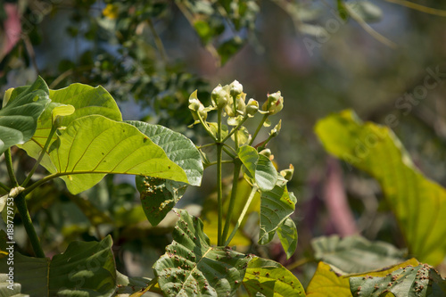 white and yellow flower of teak tree