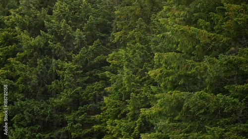 Trees rustling in the wind