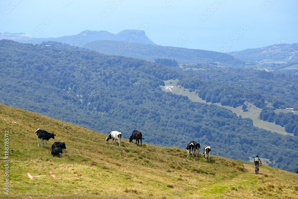 Monte Baldo. Italy. cows graze on mountain pastures. Monte Baldo. Italy. cows graze on mountain pastures.