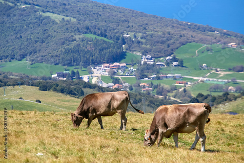 Monte Baldo. Italy. cows graze on mountain pastures. photo