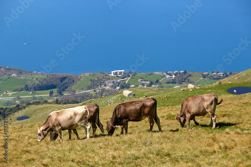 Fototapeta Naklejka Na Ścianę i Meble -  Monte Baldo. Italy. cows graze on mountain pastures.