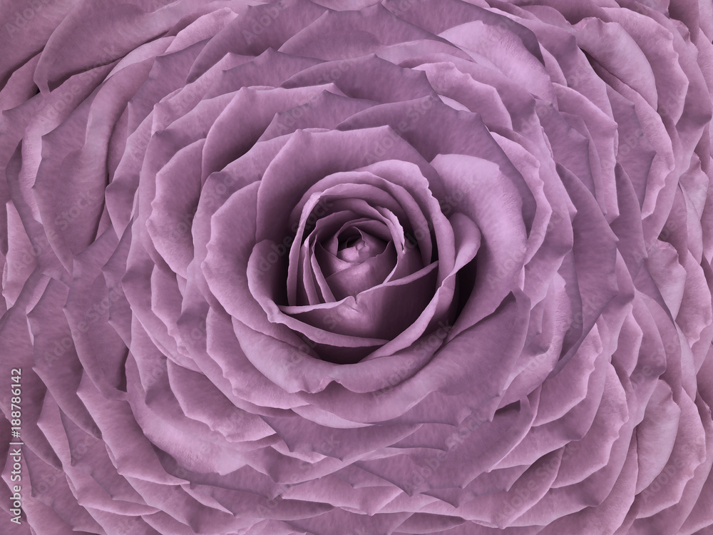 Floral pink beautiful background. Flower composition of roses flowers. Close-up. Nature. Floral pink beautiful background. Flower composition of roses flowers. Close-up. Nature.