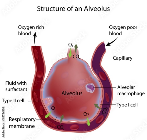 Structure of an alveolus