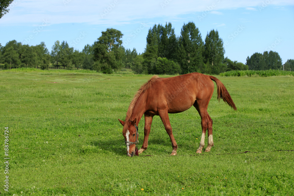 The horse in the grasslands