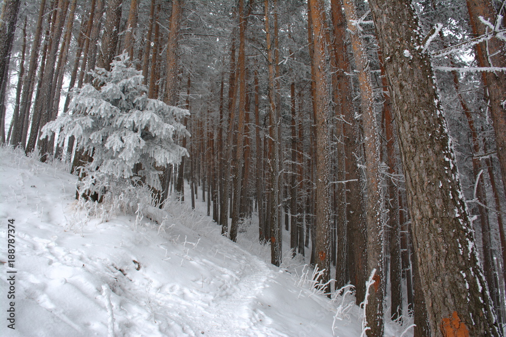 Fototapeta premium Winter pine tree forest. landscape.