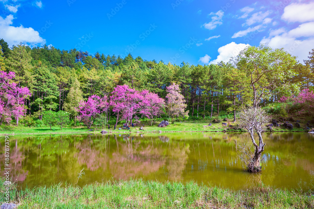 Landscape of pink Cherry blossom flower or Sakura flower with lake at Khun Wang Royal Project in Chiang Mai, Thailand.Wild Himalayan Cherry (Sakura Thailand), Chiang Mai, Thailand Landscape of pink Cherry blossom flower or Sakura flower with lake at Khun Wang Royal Project in Chiang Mai, Thailand.Wild Himalayan Cherry (Sakura Thailand), Chiang Mai, Thailand