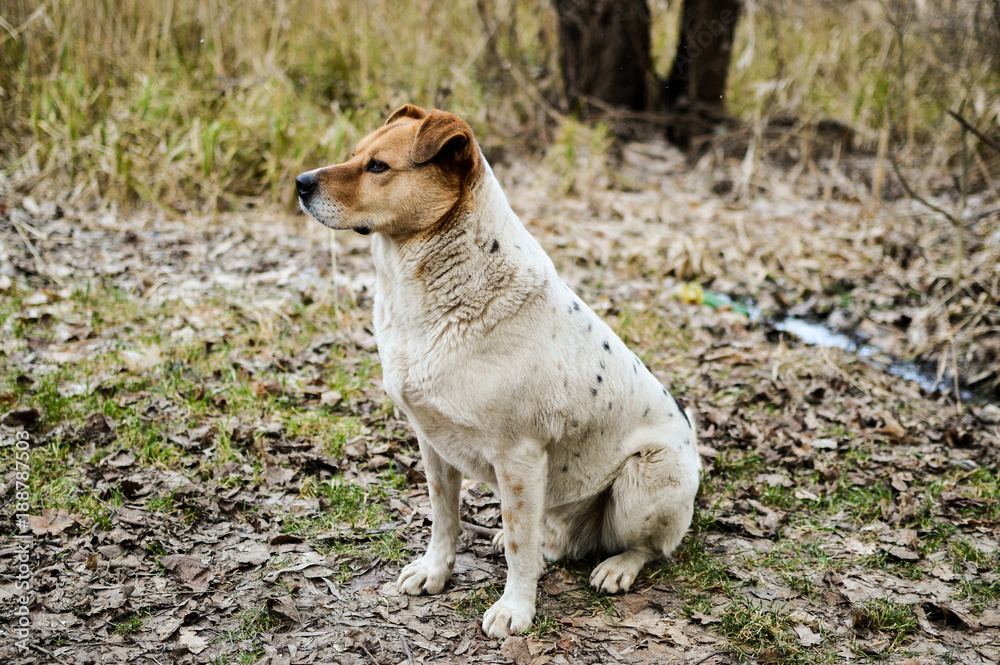 Side view of the beautiful stray dog sitting on the ground in the autumn Side view of the beautiful stray dog sitting on the ground in the autumn
