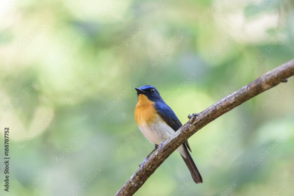 Male Tickell's blue flycatcher perching on tree branch with green bokeh background , Thailand Male Tickell's blue flycatcher perching on tree branch with green bokeh background , Thailand