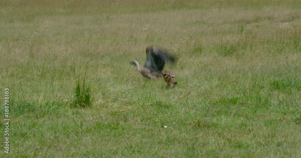 Black-Backed Jackal Chases Vultures Black-Backed Jackal Chases Vultures