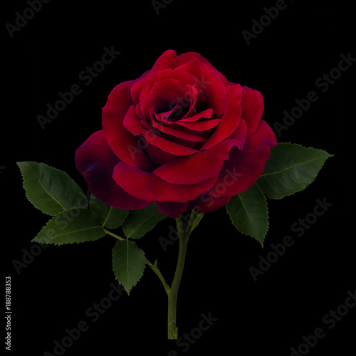 Fototapeta Naklejka Na Ścianę i Meble -  Dark red rose