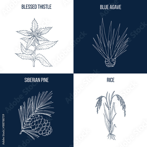 Set of four hand drawn eatable and medicinal plants
