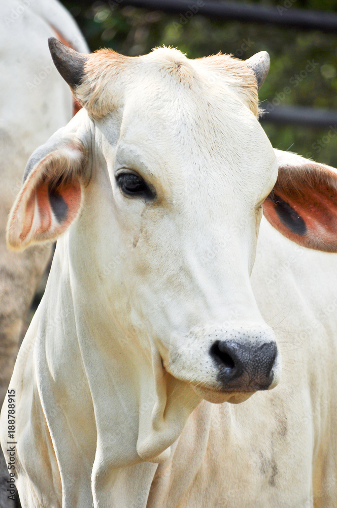 Obraz premium Beef cattle