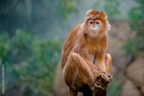 The Silvered Leaf Monkey