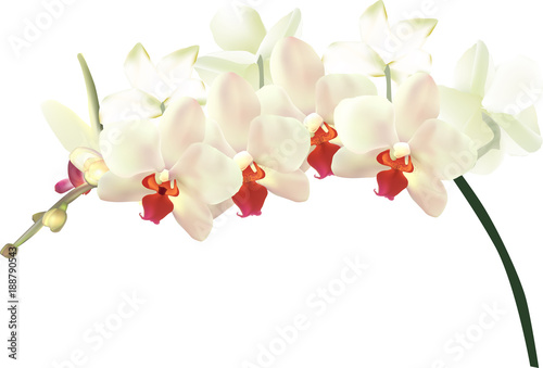 beautiful light yellow orchids isolated on white